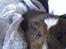 Marsvin R.I.P Stella 08/11/13 - Vi elsker at putte :)