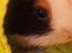 Marsvin Mors Marsvin Oscar - RIP 2013 - Oscar efter bad