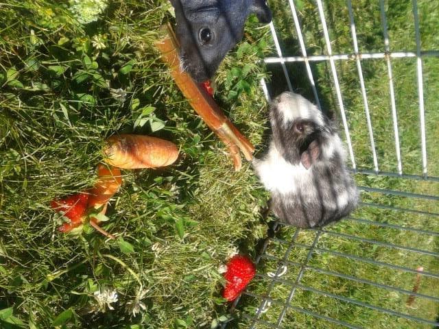 Marsvin Au Naturels Oops Upside Your Head billede 3