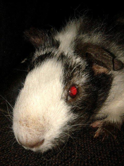 Marsvin Au Naturels Oops Upside Your Head billede 4