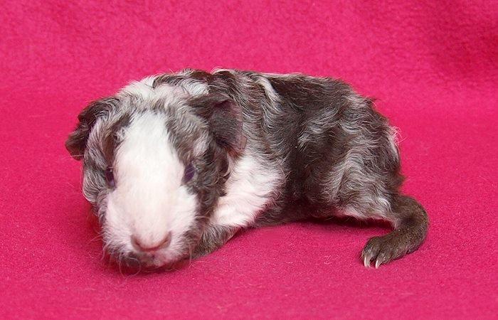 Marsvin Au Naturels Oops Upside Your Head billede 2