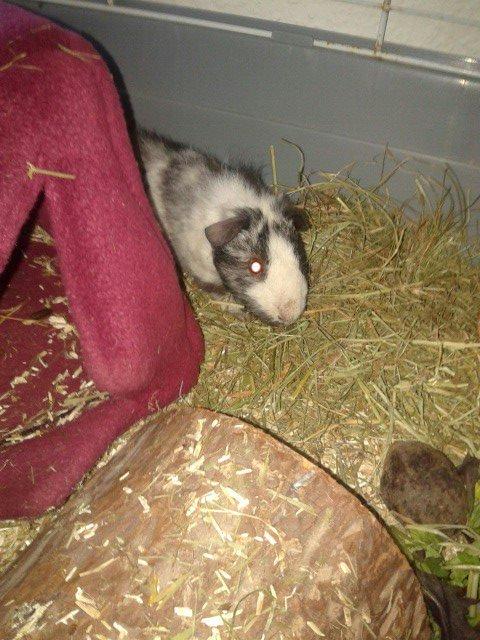 Marsvin Au Naturels Oops Upside Your Head billede 5