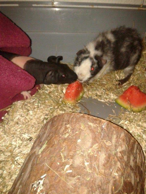 Marsvin Au Naturels Oops Upside Your Head billede 6