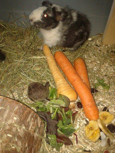 Marsvin Au Naturels Oops Upside Your Head billede 7