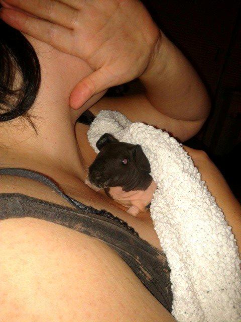 Marsvin Au Naturel´s Jumbo Jet billede 4