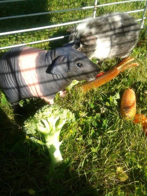 Marsvin Au Naturel´s Jumbo Jet billede 6