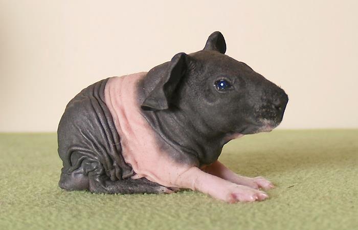 Marsvin Au Naturel´s Jumbo Jet billede 3