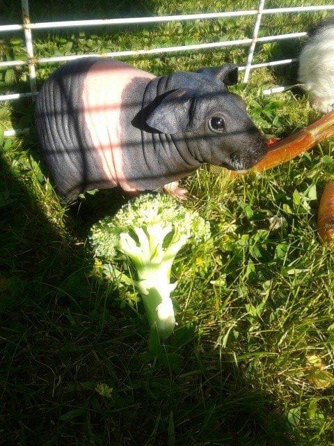 Marsvin Au Naturel´s Jumbo Jet billede 7