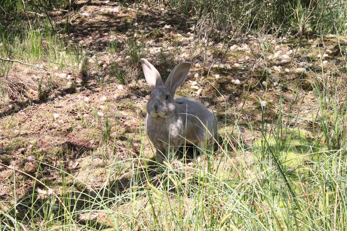 Kanin Børge *Belgisk Kæmpe* billede 2
