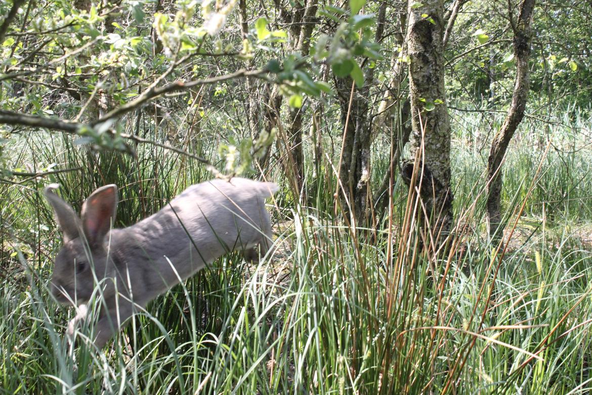 Kanin Børge *Belgisk Kæmpe* billede 4