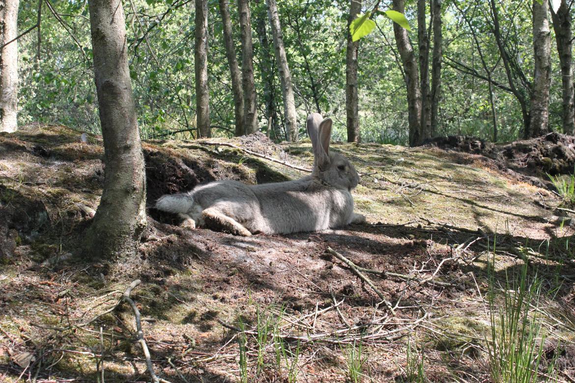 Kanin Børge *Belgisk Kæmpe* billede 5