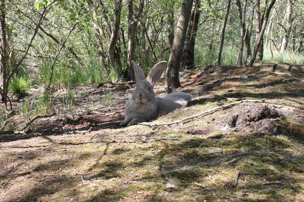 Kanin Børge *Belgisk Kæmpe* billede 7