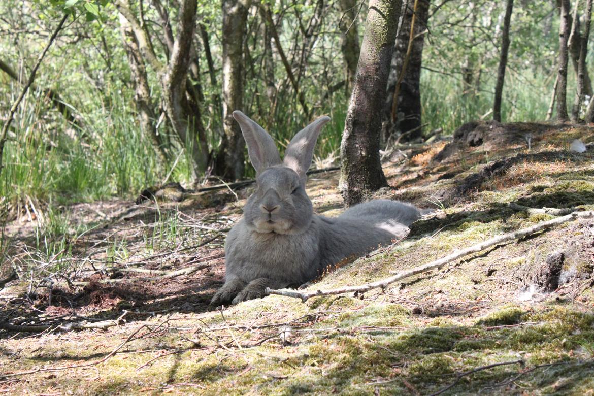 Kanin Børge *Belgisk Kæmpe* - Børge ude på ø'en billede 1