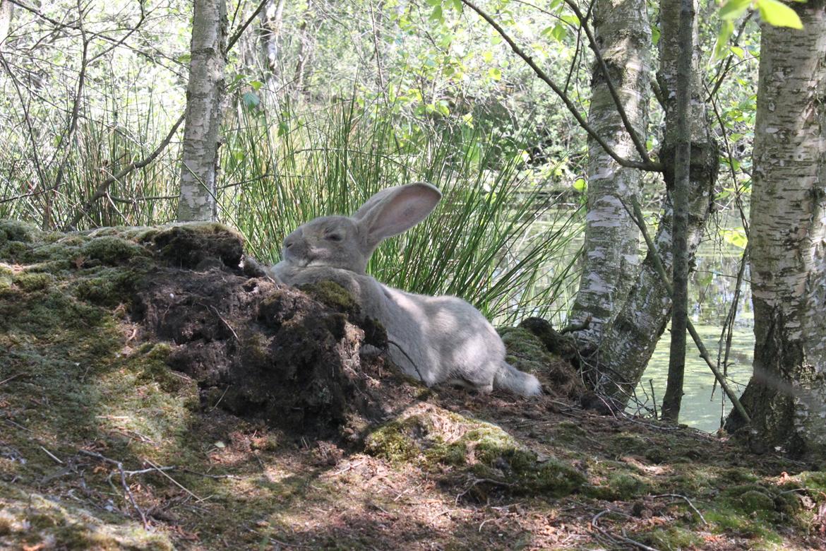 Kanin Børge *Belgisk Kæmpe* billede 3