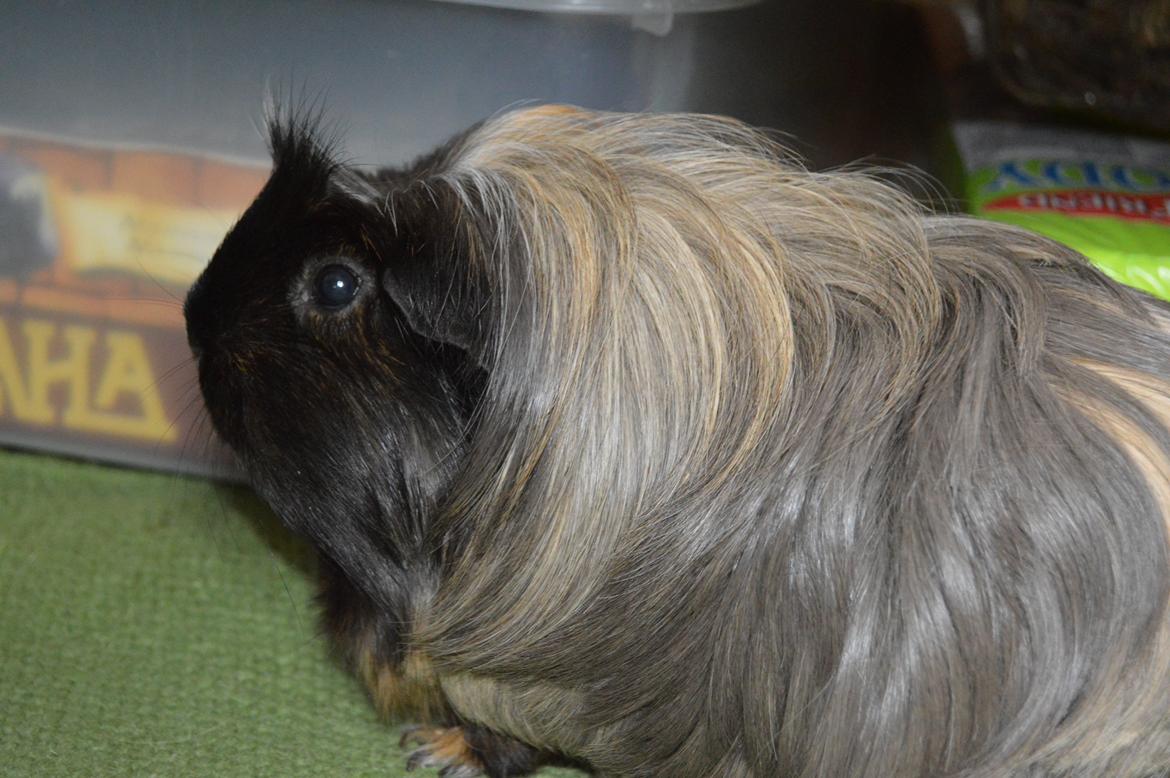 Marsvin Trold billede 14