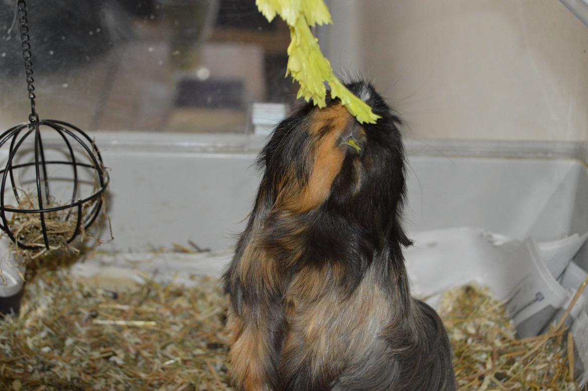 Marsvin Trold - så dygtig! billede 12