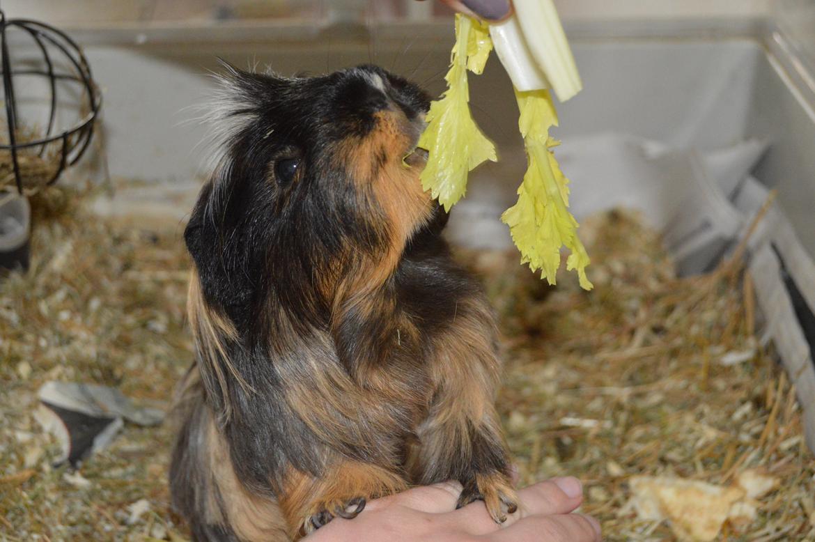 Marsvin Trold billede 15