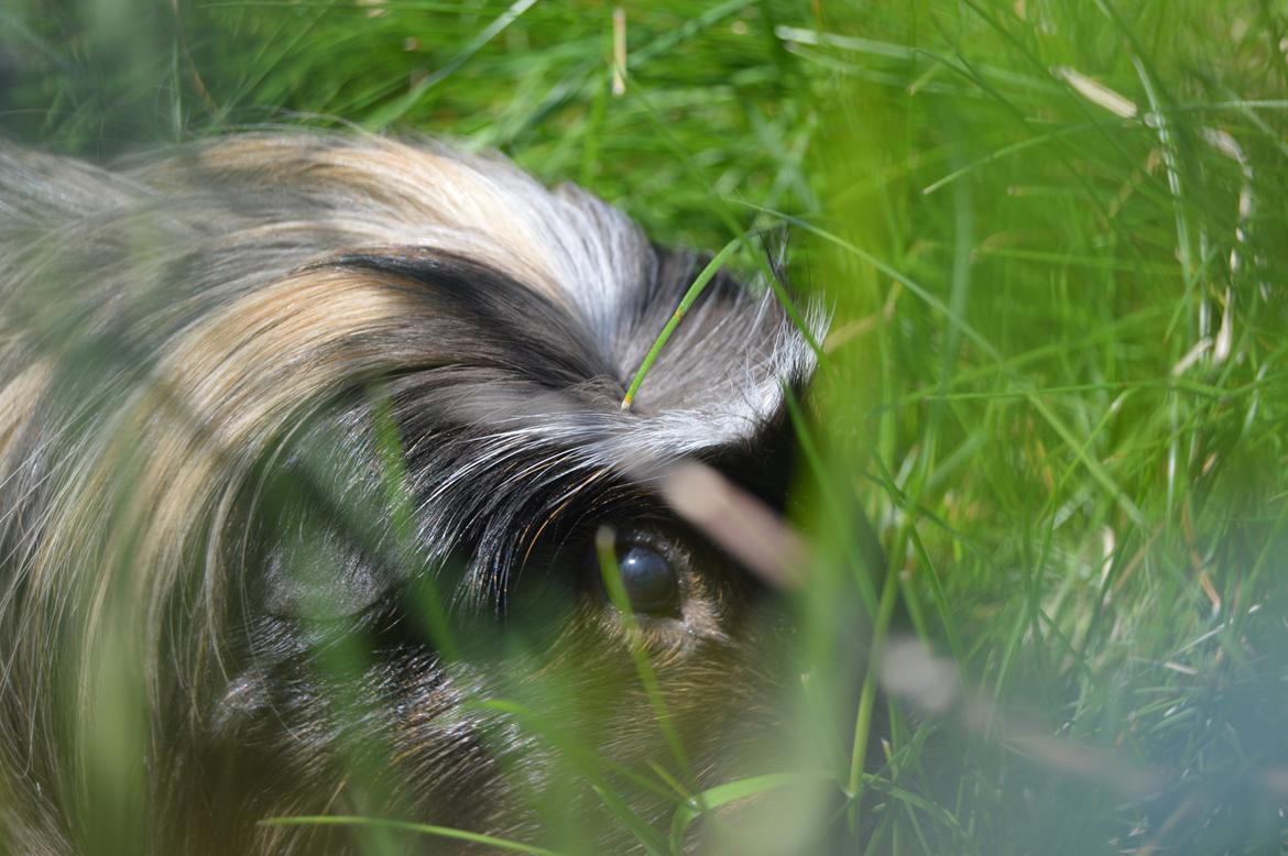 Marsvin Trold billede 16