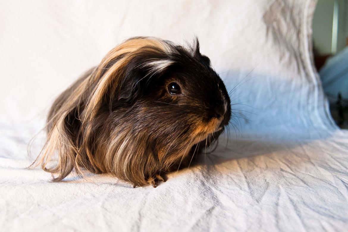 Marsvin Trold billede 17