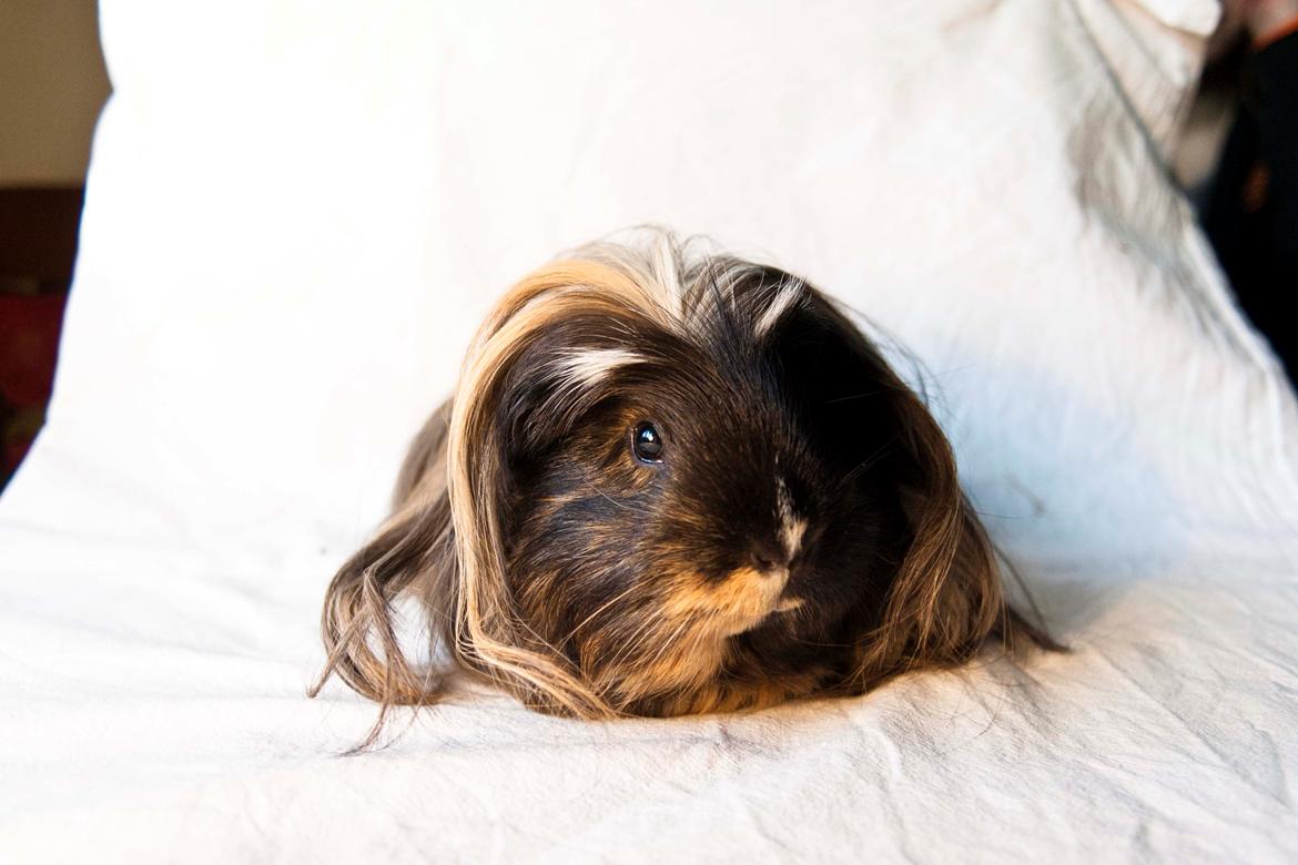 Marsvin Trold billede 9