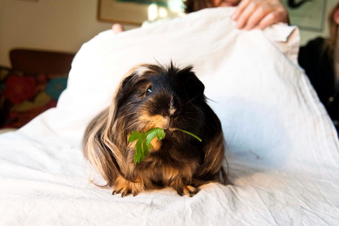 Marsvin Trold billede 8