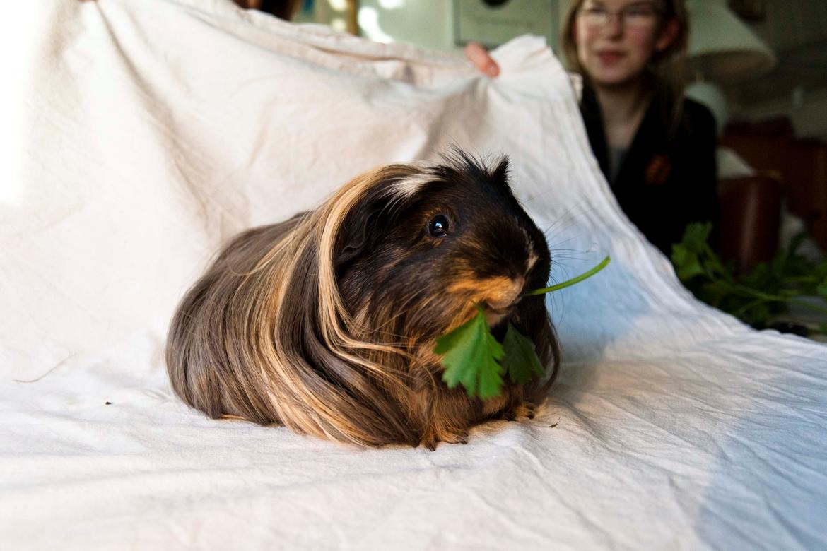 Marsvin Trold billede 21