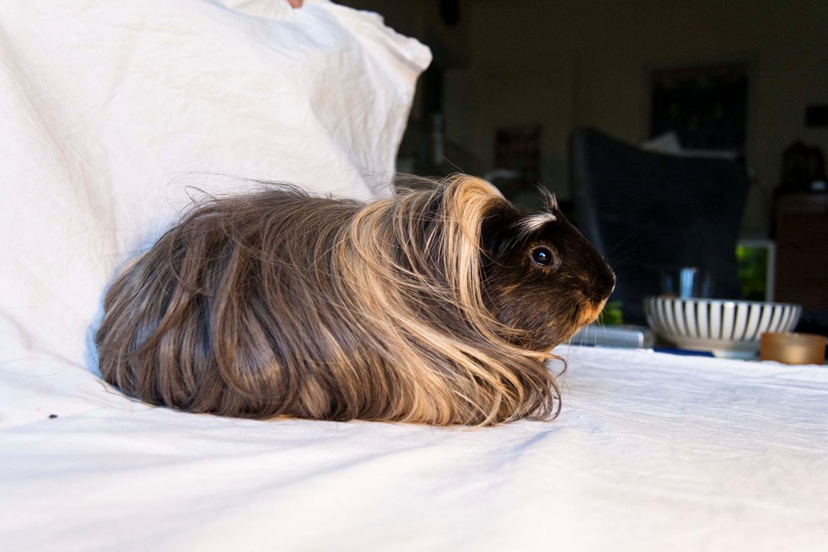 Marsvin Trold - meget langhåret, men vi klipper hende billede 2