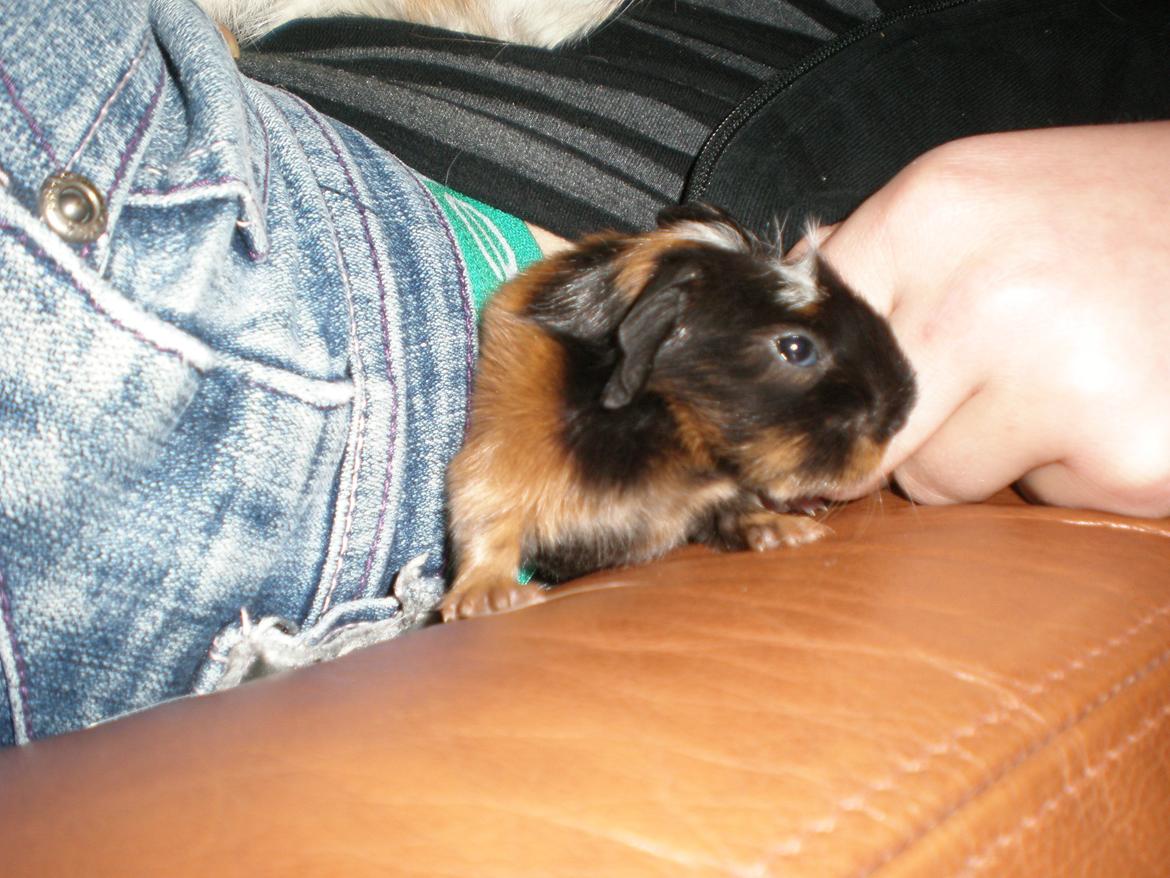 Marsvin Trold - undskyld det dårlige billede, men det er det bedste jeg har fra hun var lille billede 23