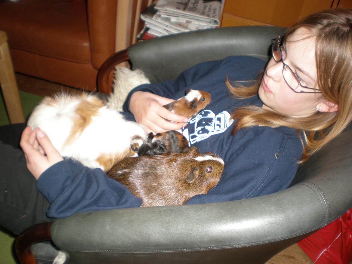 Marsvin Trold - familiebillede billede 26