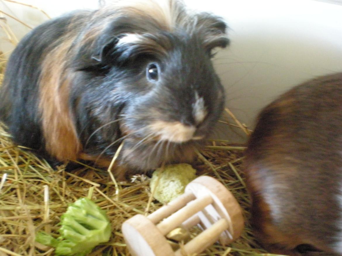 Marsvin Trold billede 27