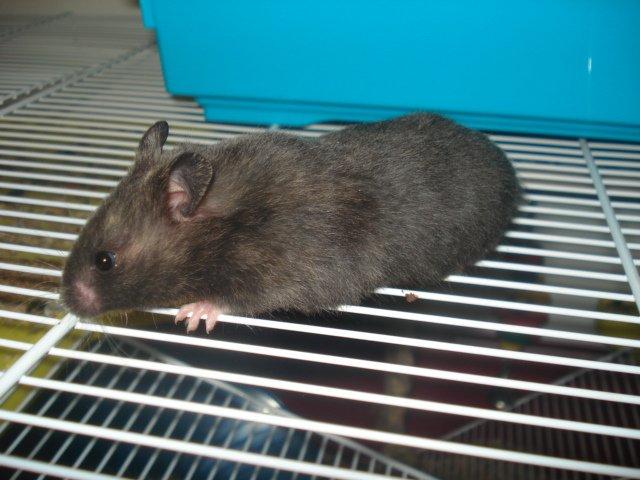 Hamster Tusse´s Toffifee billede 11