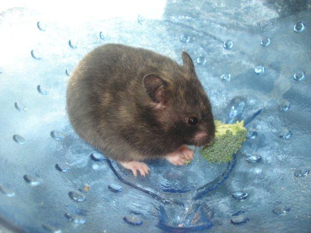 Hamster Tusse´s Toffifee billede 12