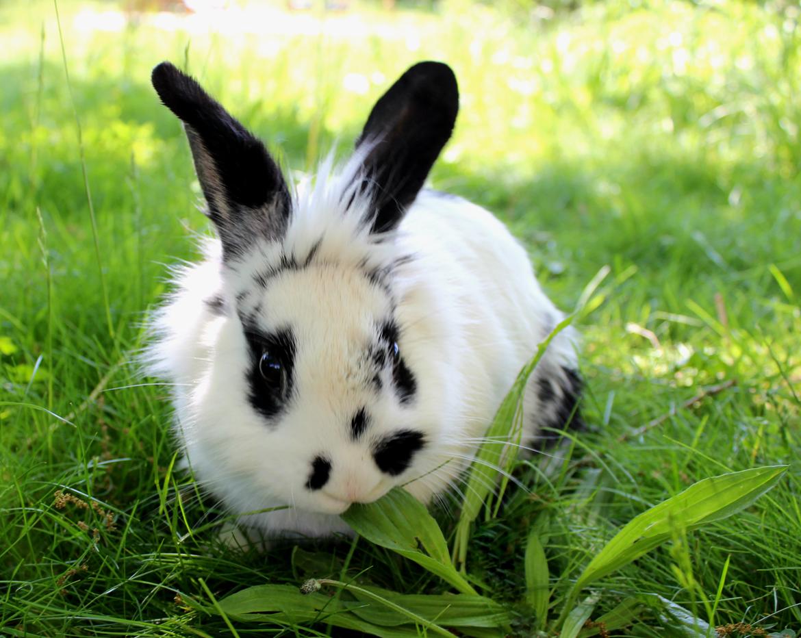 Kanin Skip billede 6