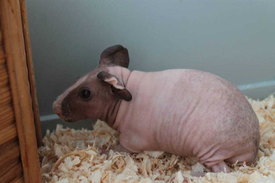 Marsvin | Timmy von Harlekin billede 4