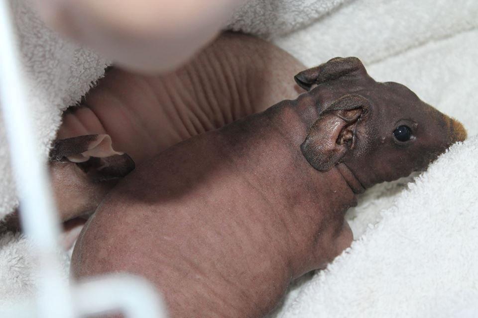 Marsvin | Timmy von Harlekin billede 6