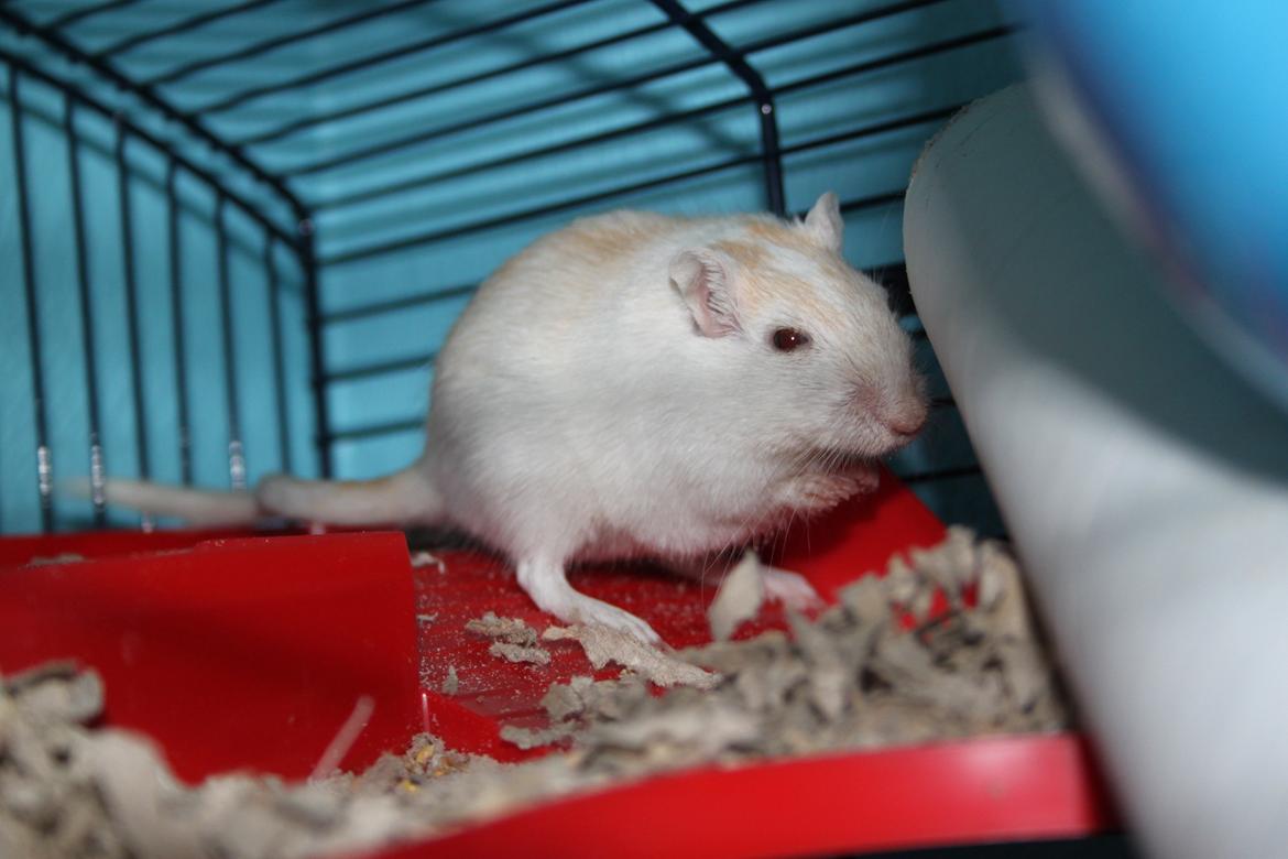 Ørkenrotte Tøssen solgt - Tykke pigen som hun ser ud nu (; billede 9