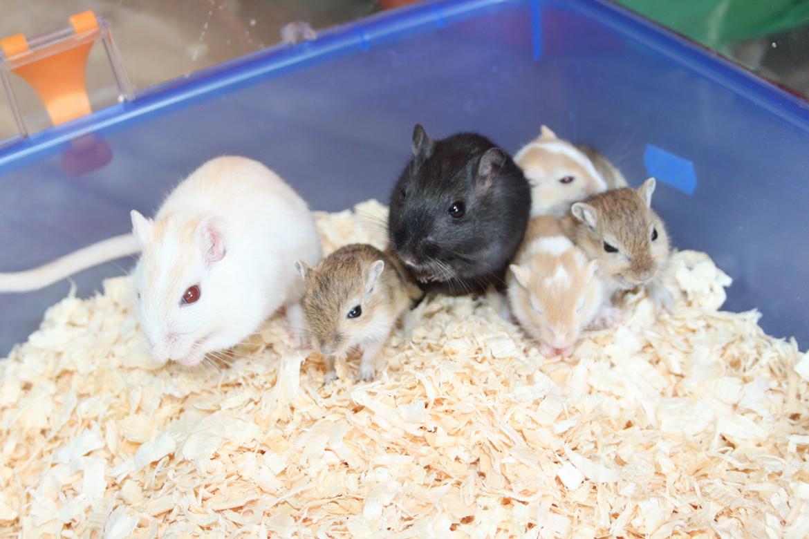 Ørkenrotte Tøssen solgt - Tøssen & Familien (: billede 1