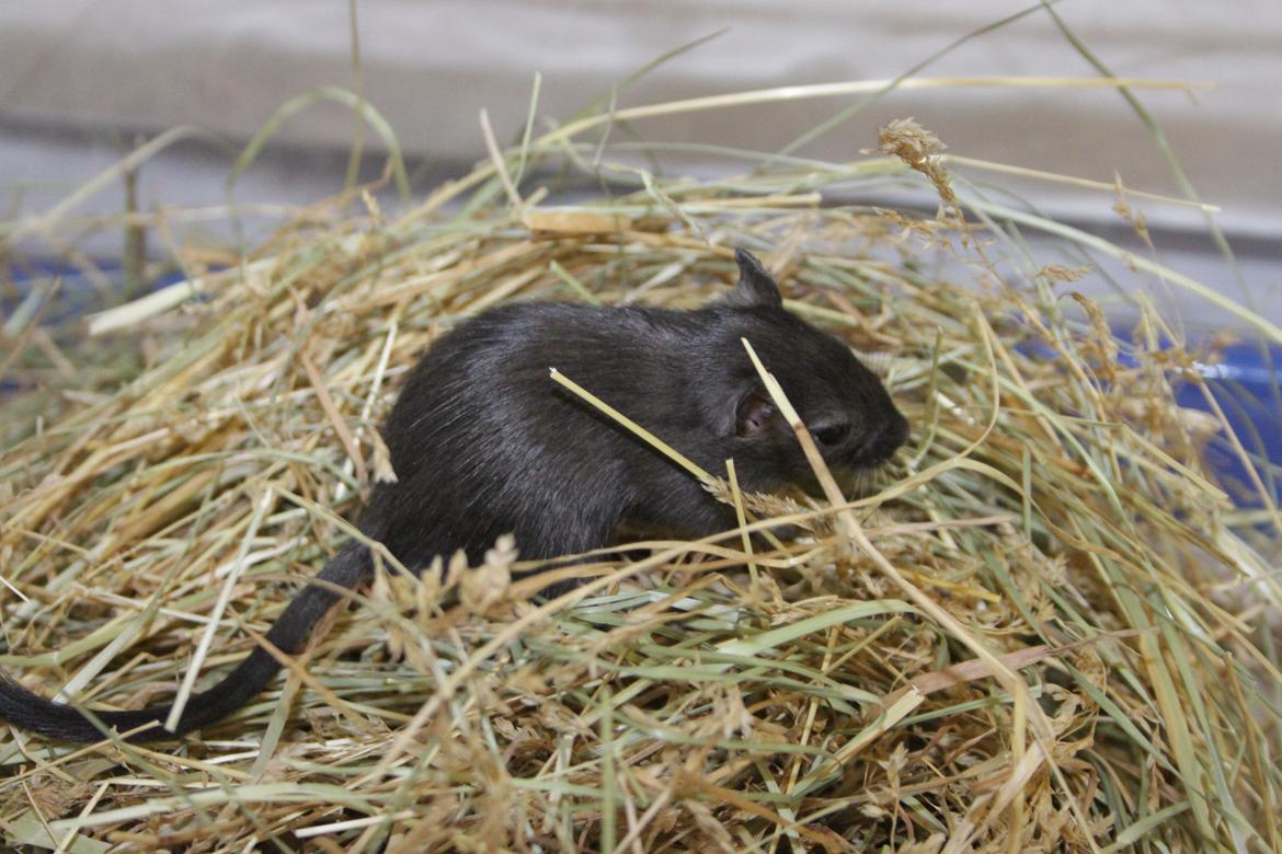 Ørkenrotte Blackie solgt billede 2