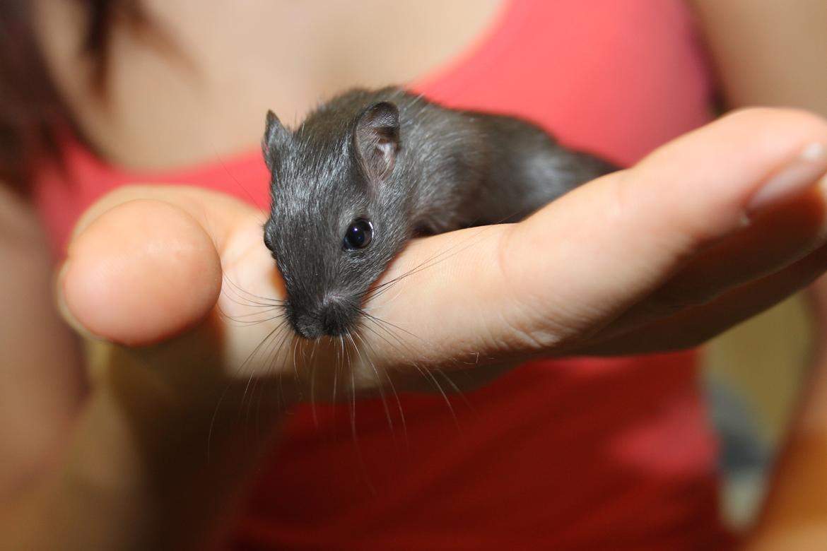 Ørkenrotte Blackie solgt billede 5