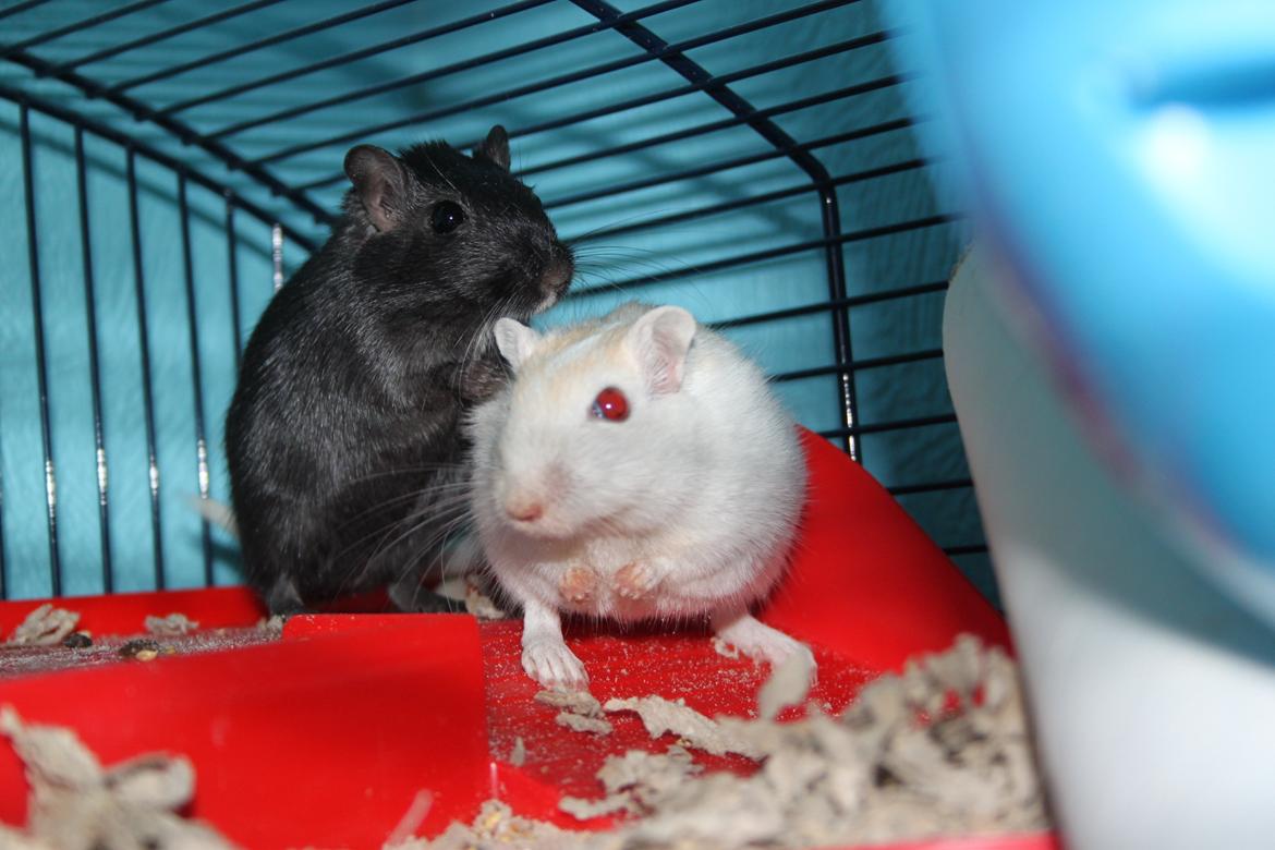 Ørkenrotte Blackie solgt billede 6