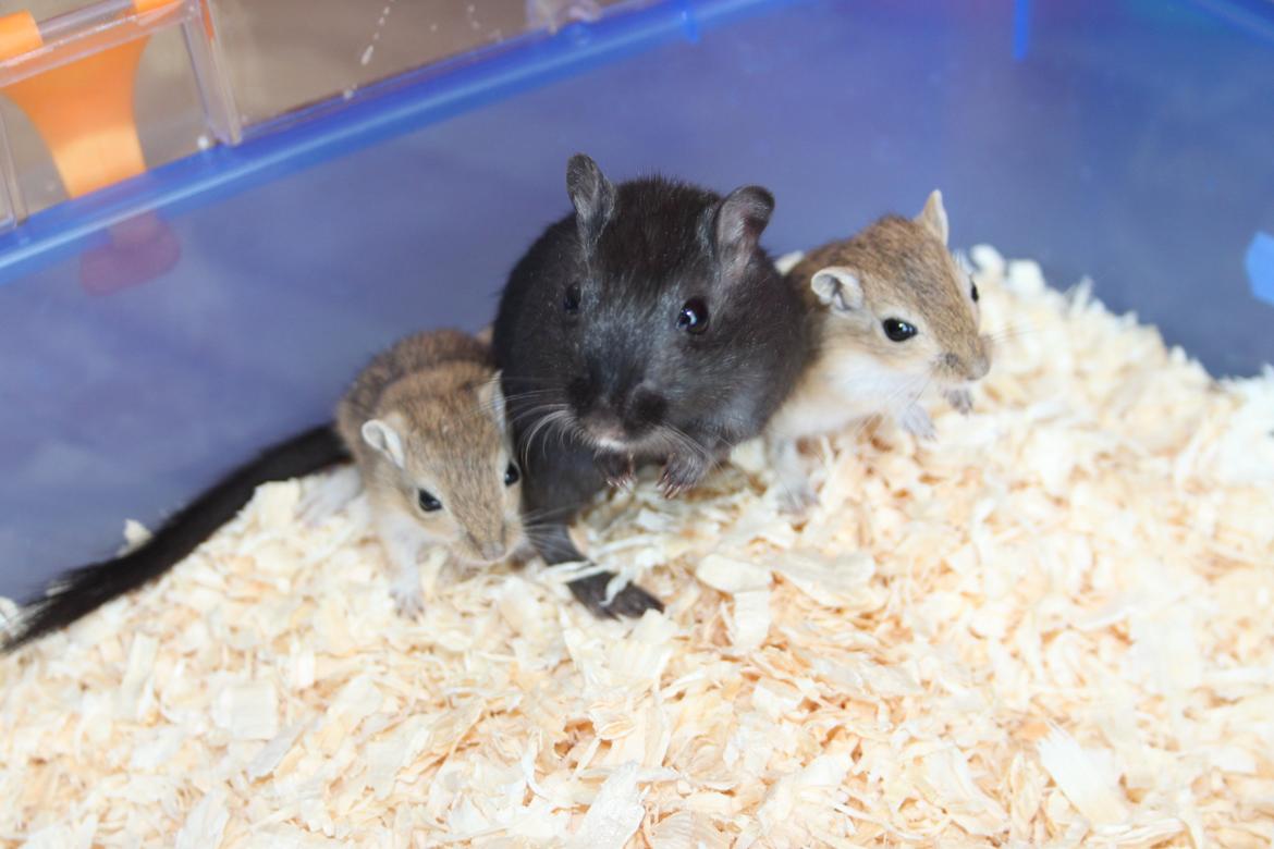 Ørkenrotte Blackie solgt billede 1