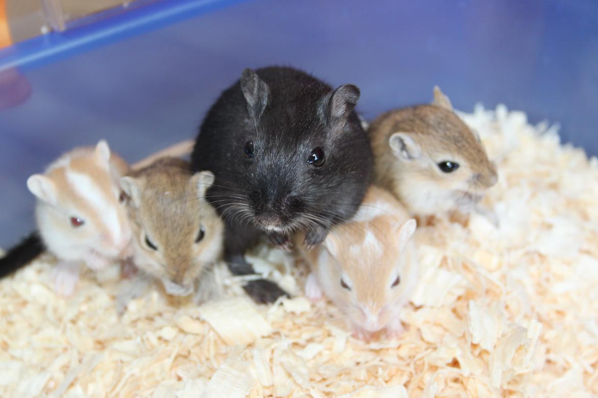 Ørkenrotte Blackie solgt billede 9