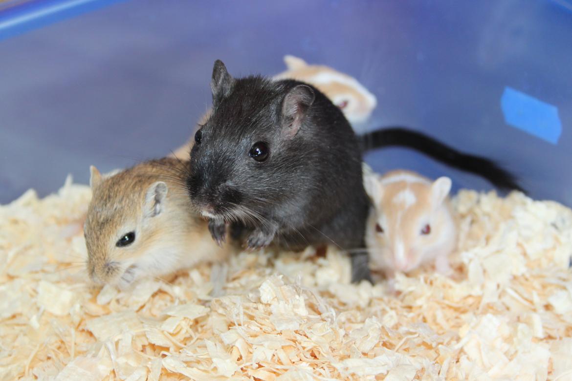 Ørkenrotte Blackie solgt billede 11