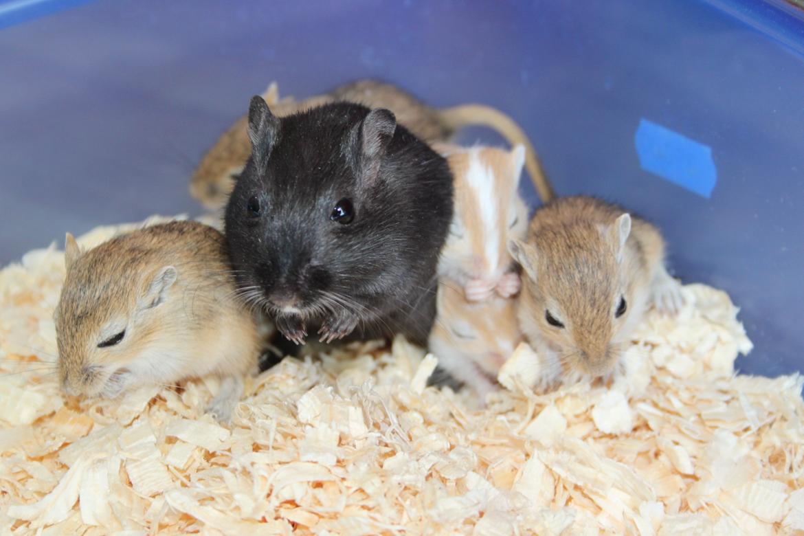 Ørkenrotte Blackie solgt billede 12