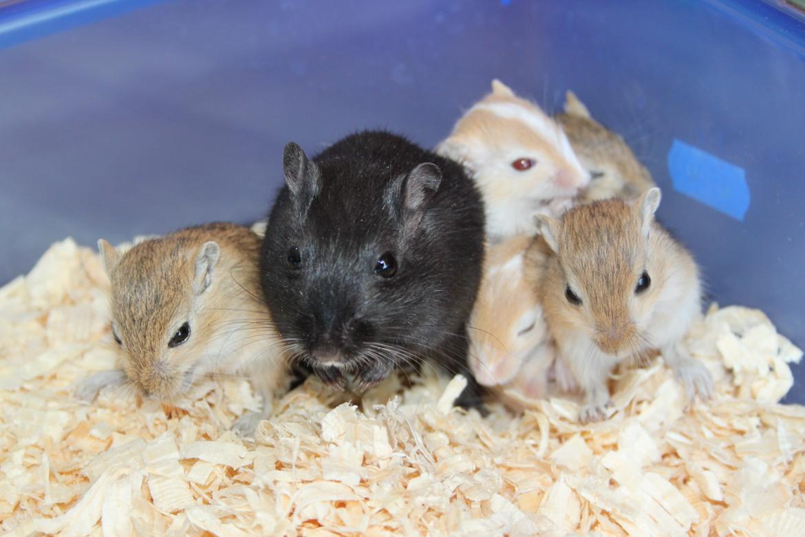 Ørkenrotte Blackie solgt billede 14