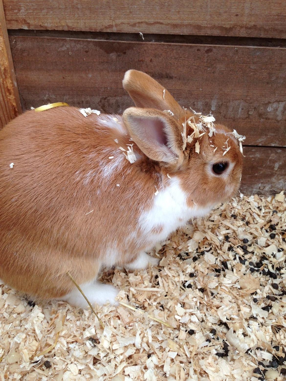 Kanin Burger <3 billede 10