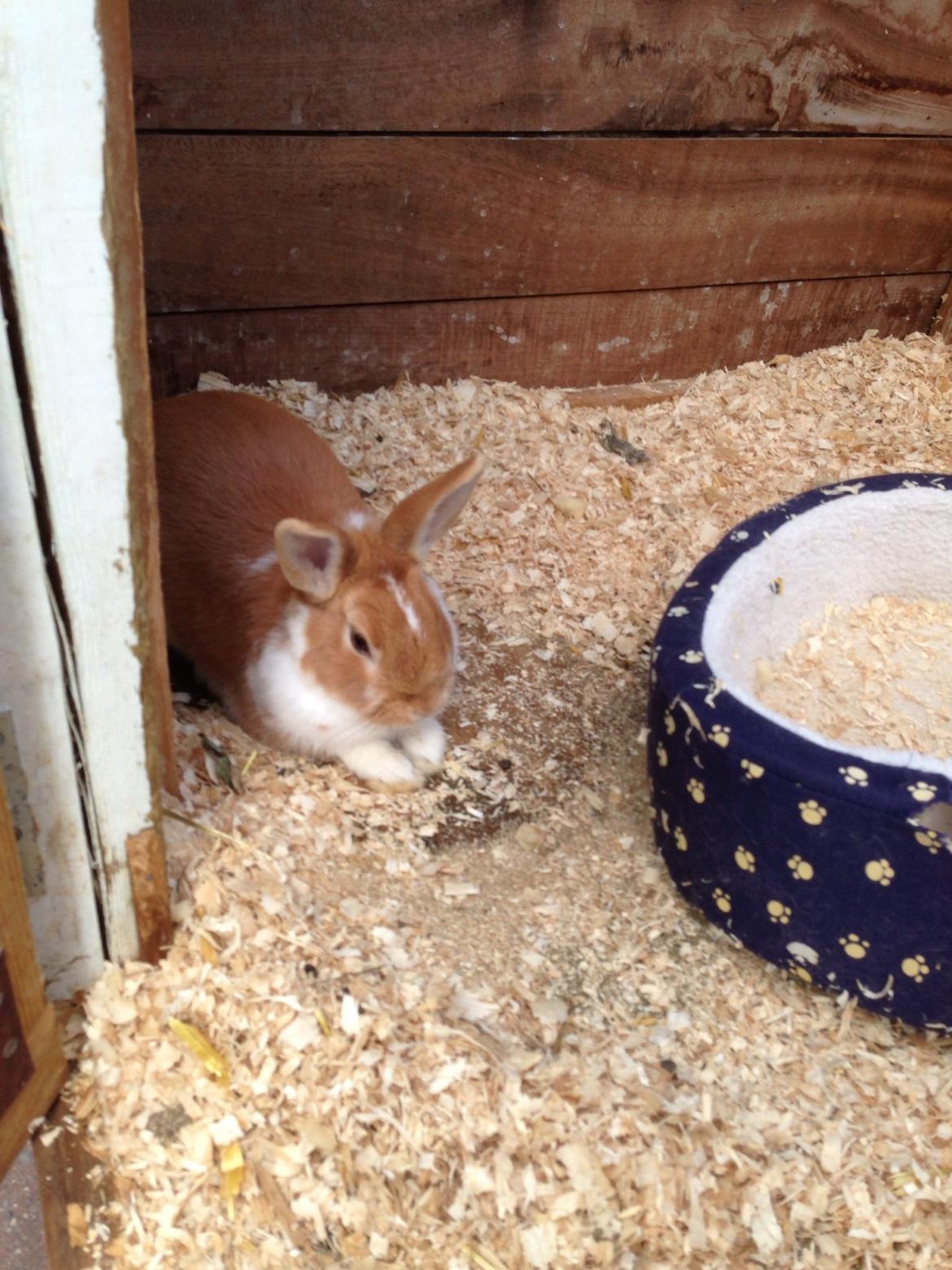 Kanin Burger <3 billede 11