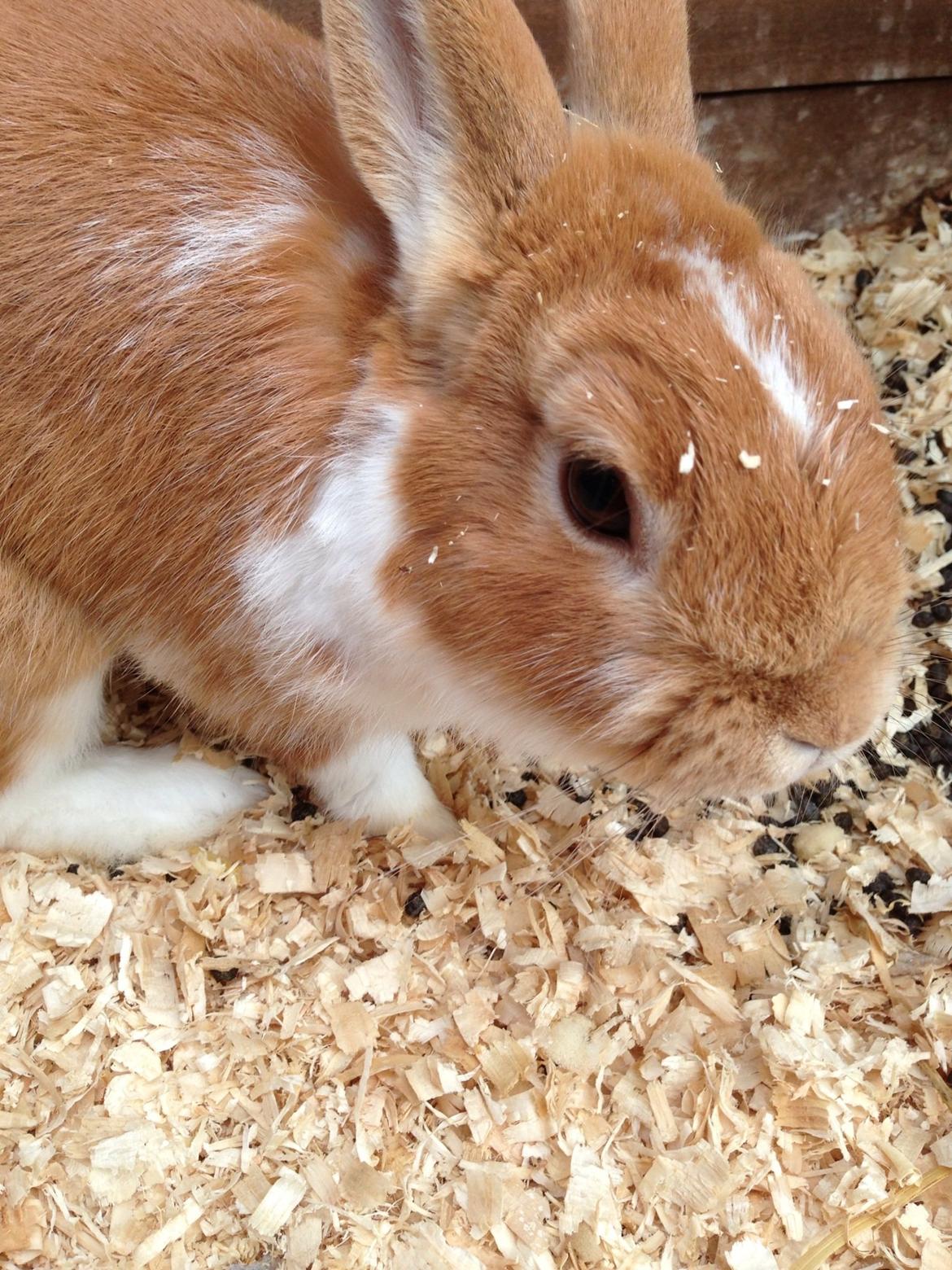 Kanin Burger <3 billede 12