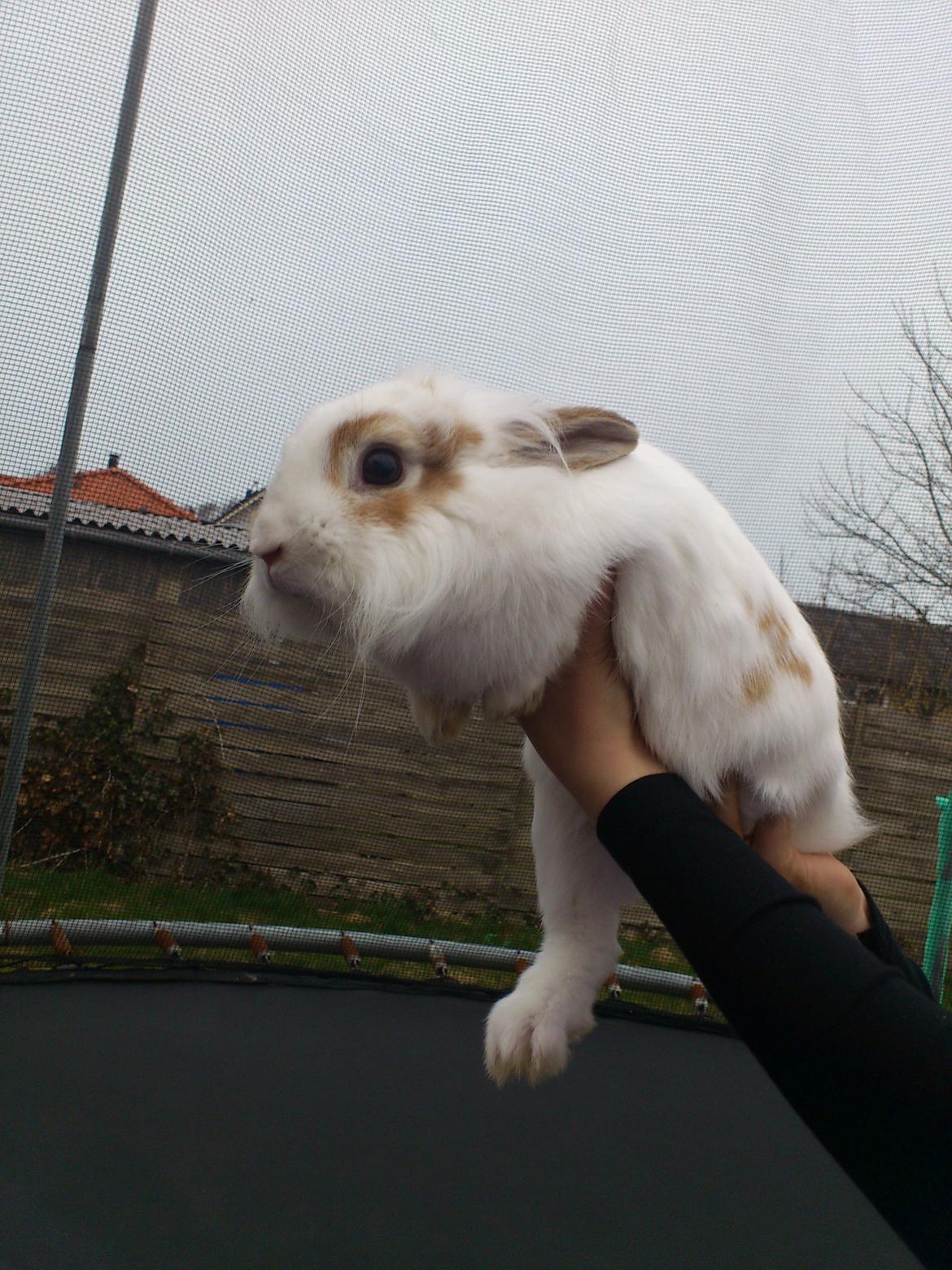 Kanin Simba<3 billede 2