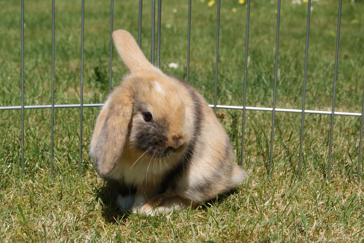 Kanin Aras´ Prins Pelle - Temmelig charmerende! <3 billede 1